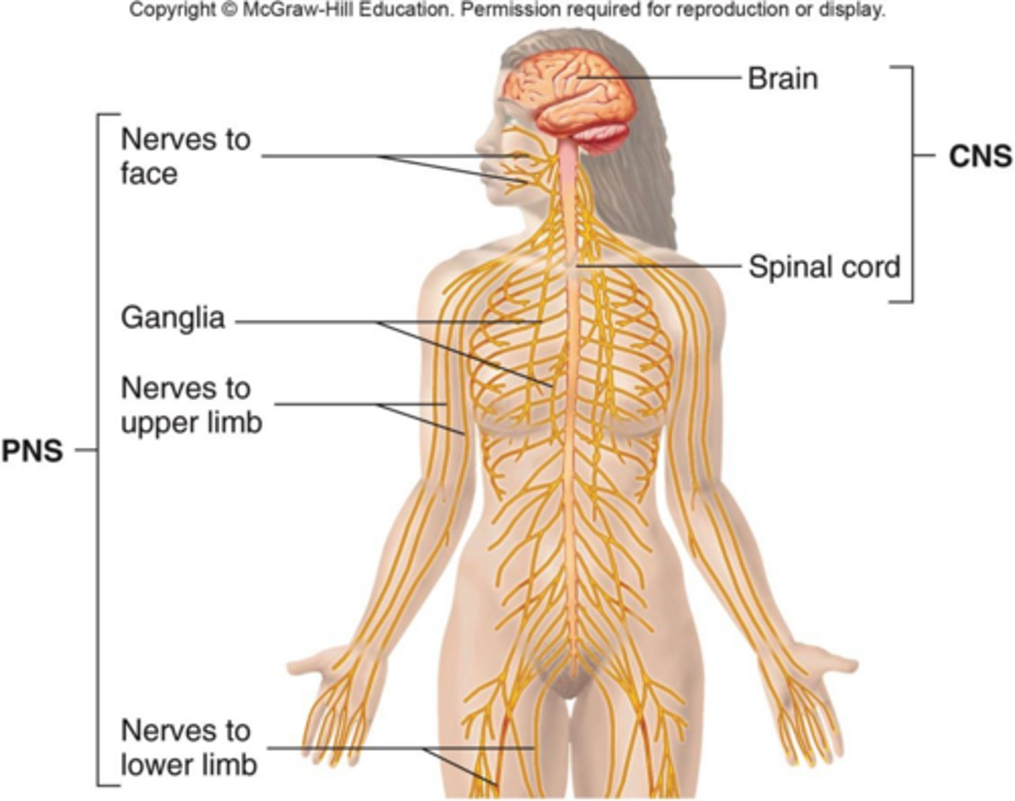 <p>Central Nervous System (CNS) and Peripheral Nervous System (PNS).</p>
