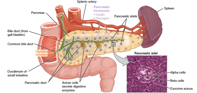<p>pancreas</p>