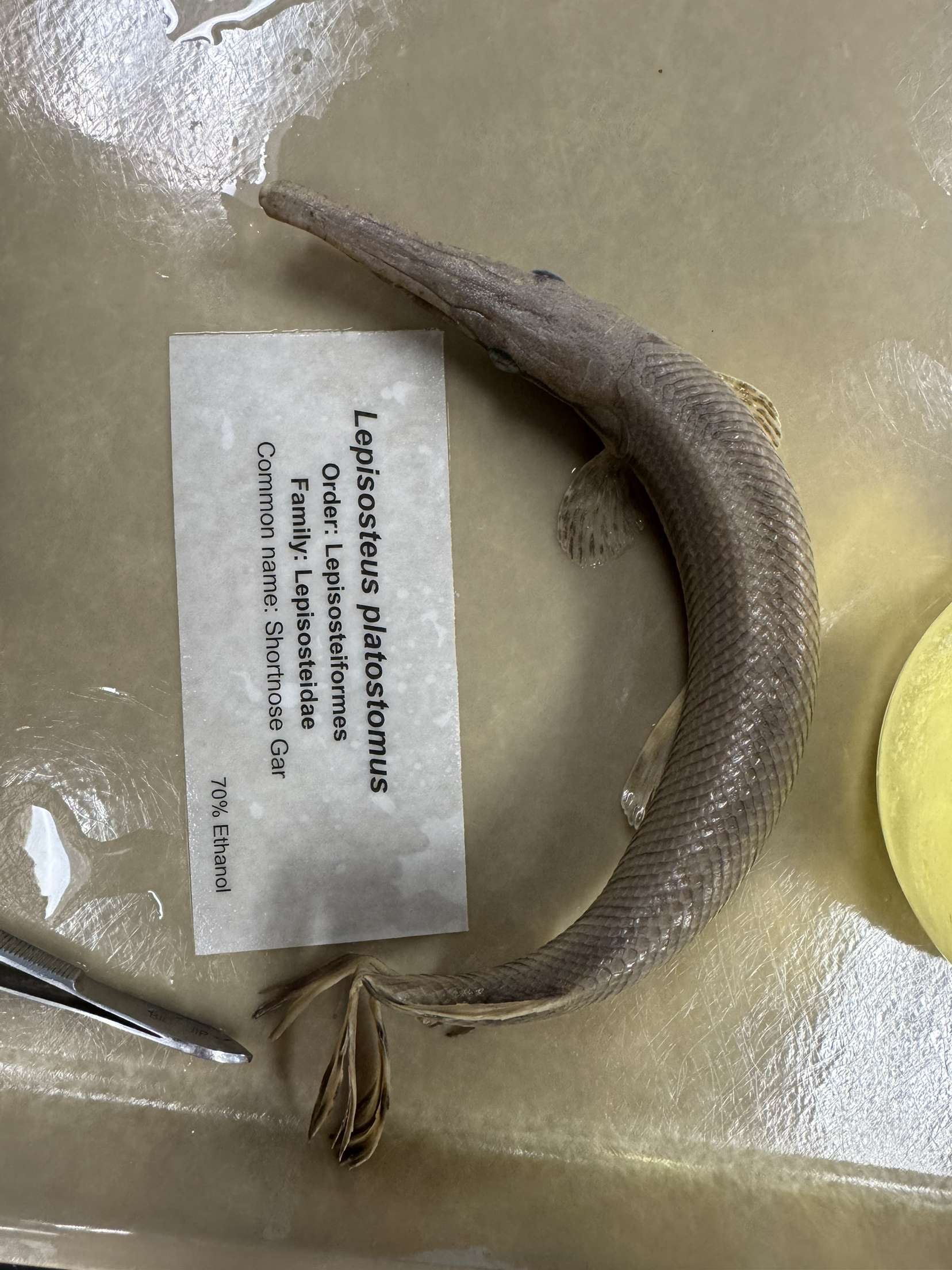 <p>Lepisosteus platostomus</p>