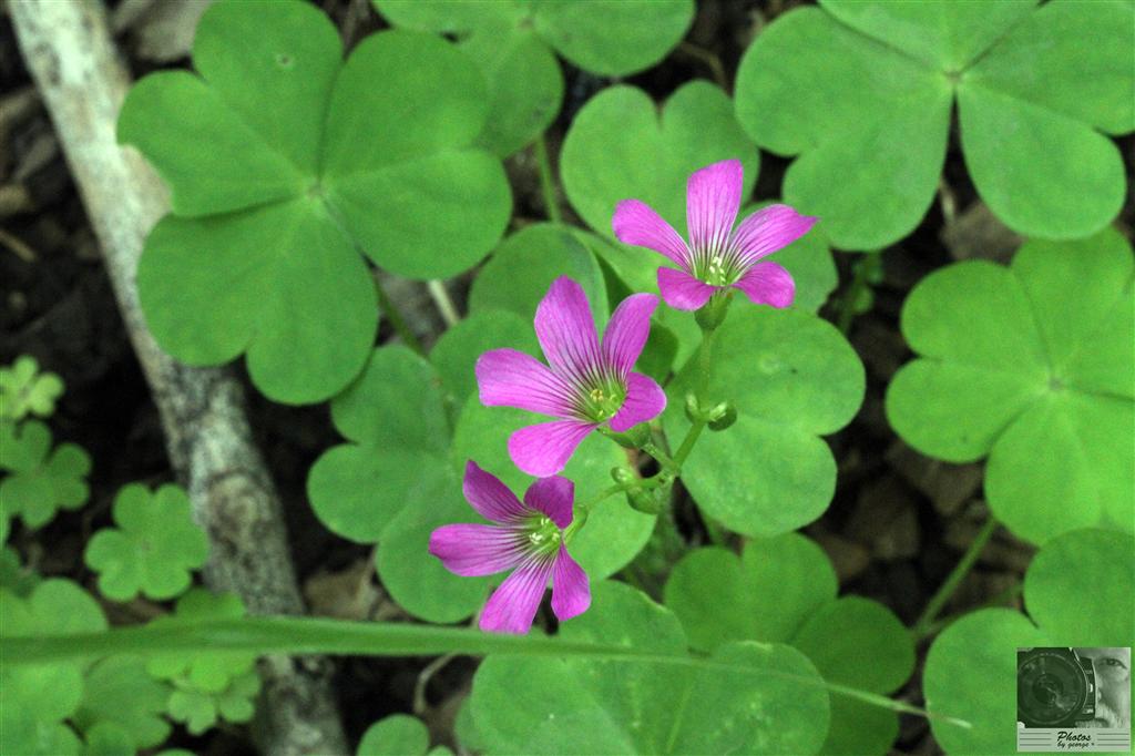 Family: Oxalidaceae

SN: Oxalis debilis