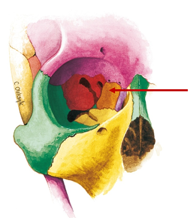 <p>Between eyes, deep in skull</p>