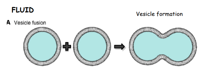 <p>Describe the fusion of cell membranes:</p>