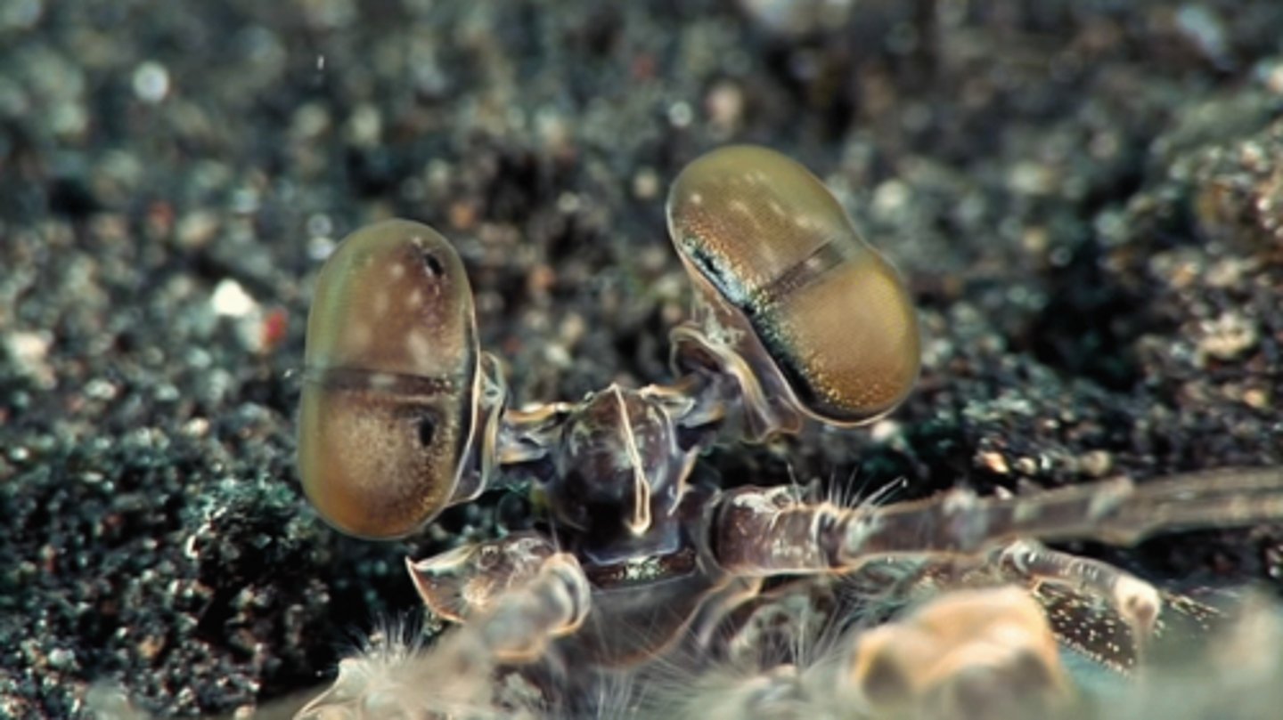 <p>mantis shrimp</p>