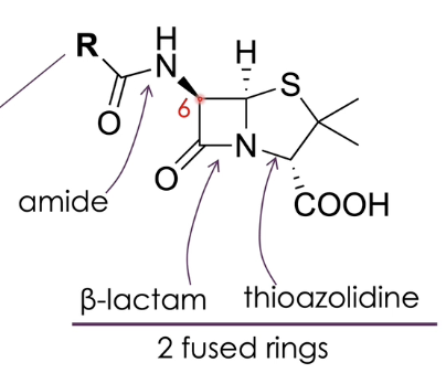 <ul><li><p>for penicillin to work, you need two fused rings: beta lactam and thioazolidine (five member ring)</p></li><li><p>by changing the substituent on position 6, you can alter activity</p><ul><li><p>if we want penicillin to be active against gram-negative bacteria, R group needs to be very hydrophilic</p></li><li><p>for gram positive, you need very hydrophobic substituents </p></li><li><p>electron-withdrawing groups increase acidic stability of the species → drug can be administered orally </p></li><li><p>bulky group increase activity of <span>β-lactam</span> against bacteria (<span>β-lactamase </span>resistance)</p></li></ul></li></ul><p></p>