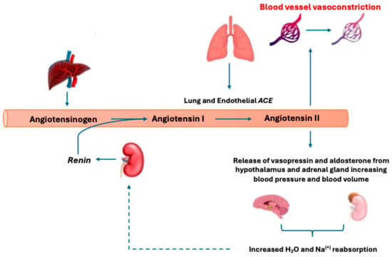 <p>Angiotensin II acts on the</p>