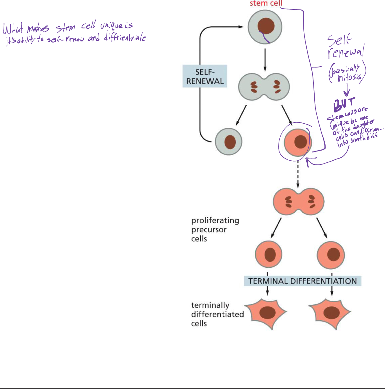 <p>a previous stem cell will undergo self renewal (basically mitosis where cell divides to have daughter cell). except one of the daughter cells will differentiate into something different. (idk girl)</p>