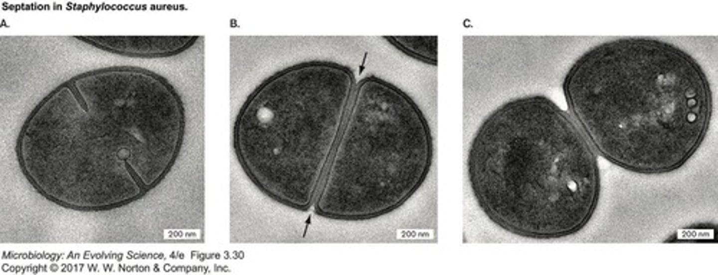 <p>FtsZ protein assembles into a Z-ring to facilitate the pinching of the cell membrane during cytokinesis.</p>