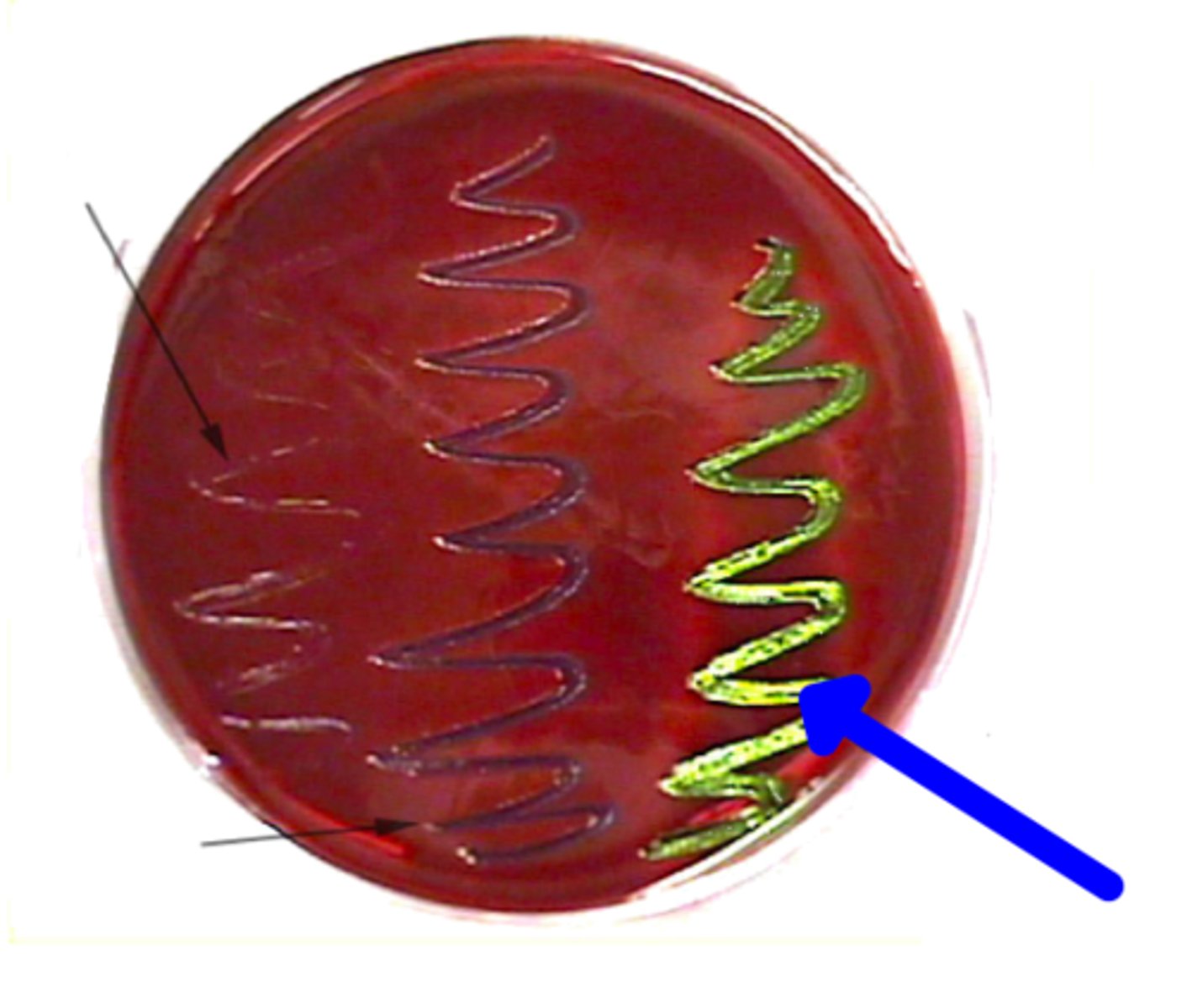<p>a group of aerobic or facultatively anaerobic, Gram-negative, non-endospore forming rods that ferment glucose</p>