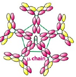 <p>What kind of Immunoglobulin?</p>