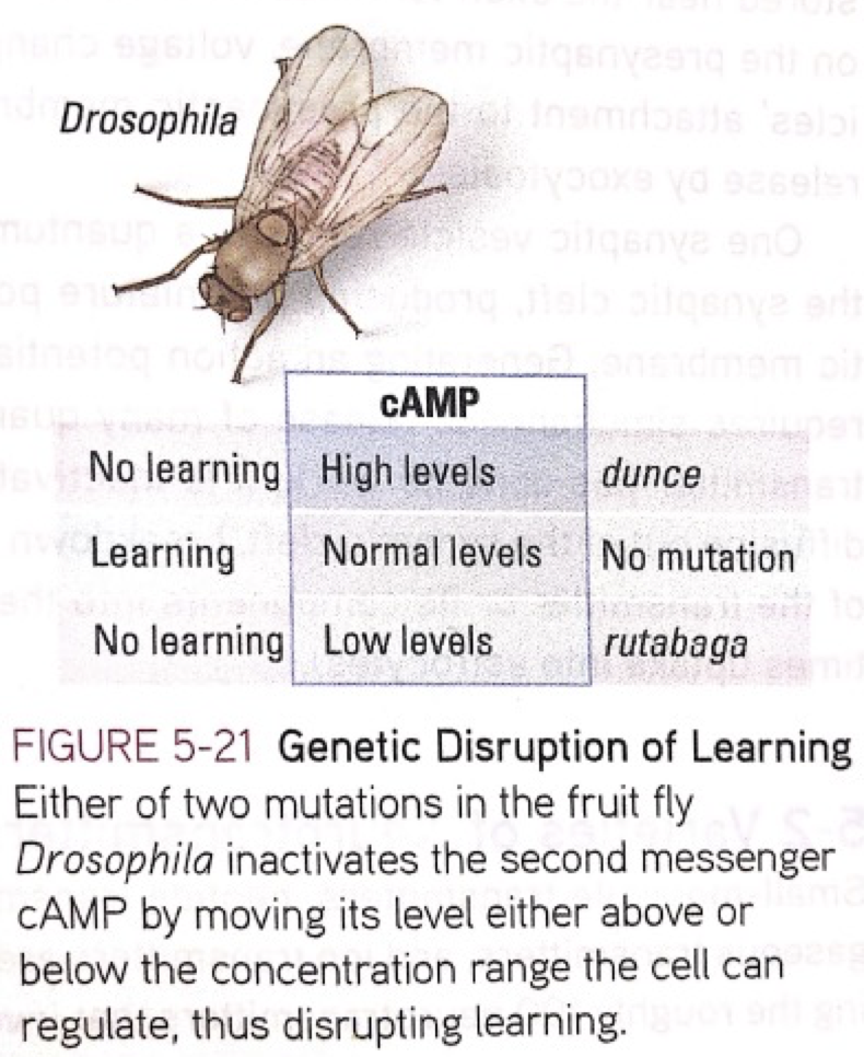 <p><strong>Results:</strong></p><ul><li><p>They determined the cAMP was important for learning</p></li><li><p>Mutations that either increase or decrease cAMP levels reduce the learning capacity of drosophila. </p></li></ul><p></p>