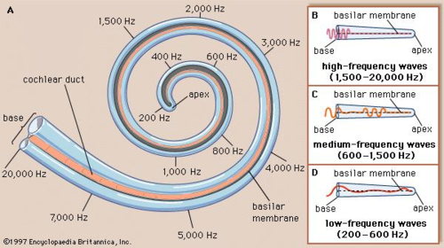cochlea shows an orderly map of frequencies along its length 
base responds best to high frequencies 
apex responds best to low frequencies