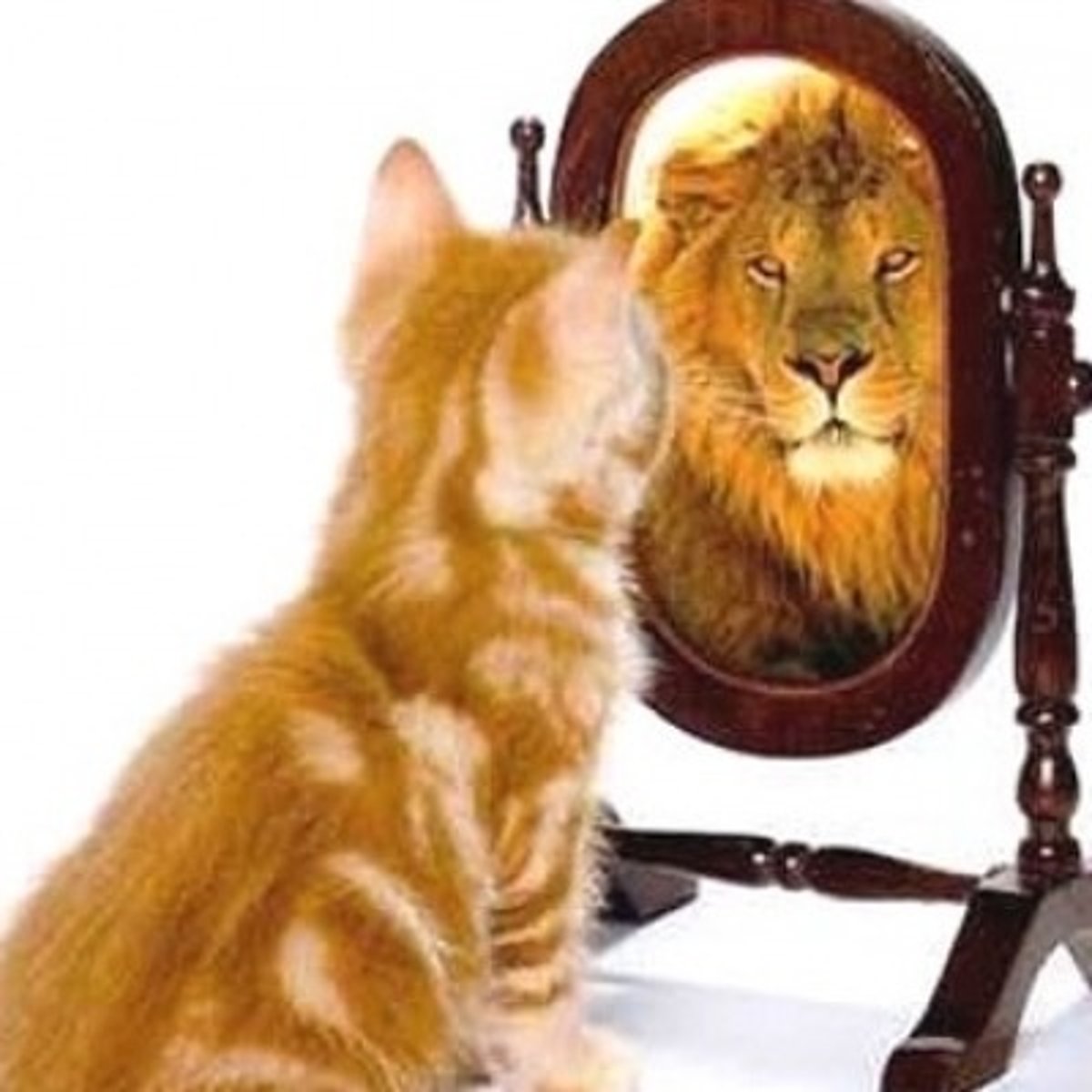 <p>the way you see your body</p>