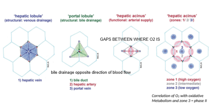 <p>Because oxygen and nutrient gradients affect how hepatocytes process substances during first-pass metabolism.</p>