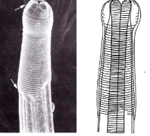 <p><strong><span>Cooperia Punctata &amp; Pectinata AKA Cooper’s Worm</span></strong></p><p><strong><span>SI Cattle »sheep»goat</span></strong></p>