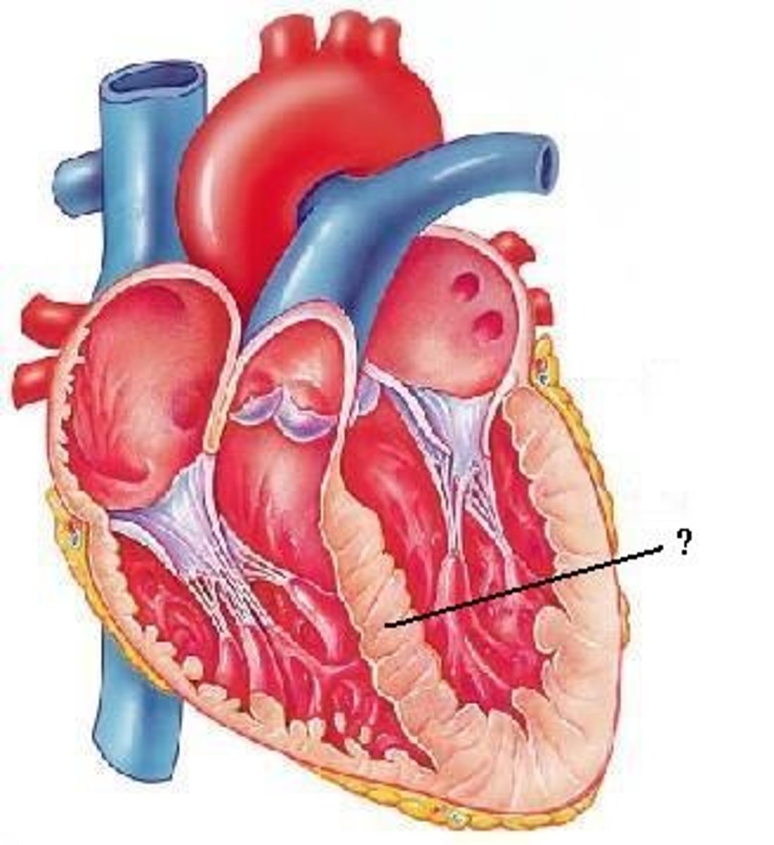 <p>interventricular septum</p>