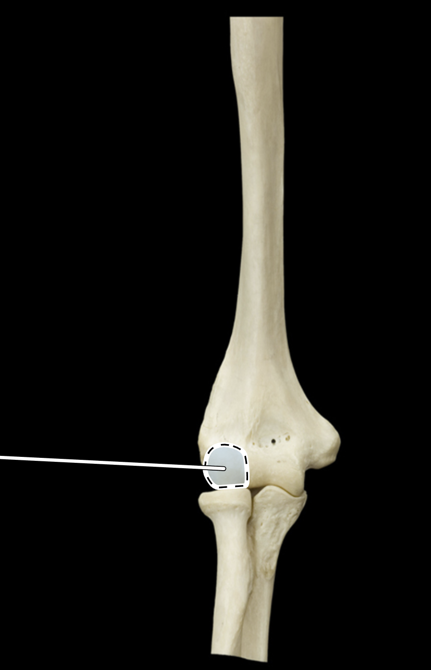 <p>Name the highlighted portion.</p><p>(Anterior view).</p>