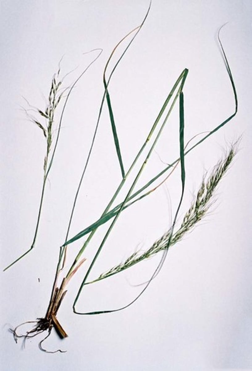 <p>Nassella viridula</p>