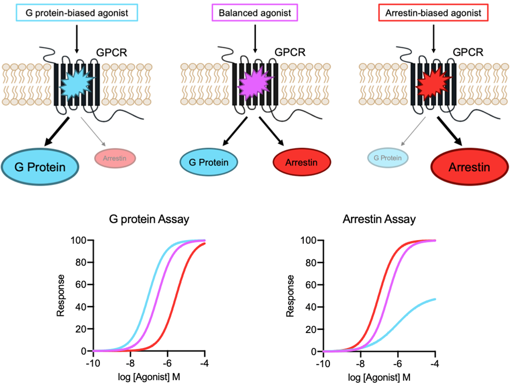 <p>Biased agonism in GPCR</p><p></p>