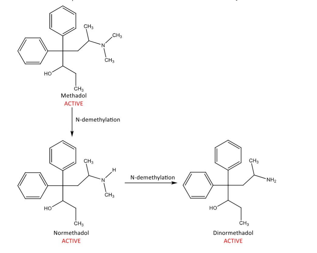 <p>reduction to methadol</p><p>N-demethylation to normethadol</p><p>N-demethylation to dinormethadol</p><p>these metabolites are active</p><p>less active than methadone, but can be very long acting</p>