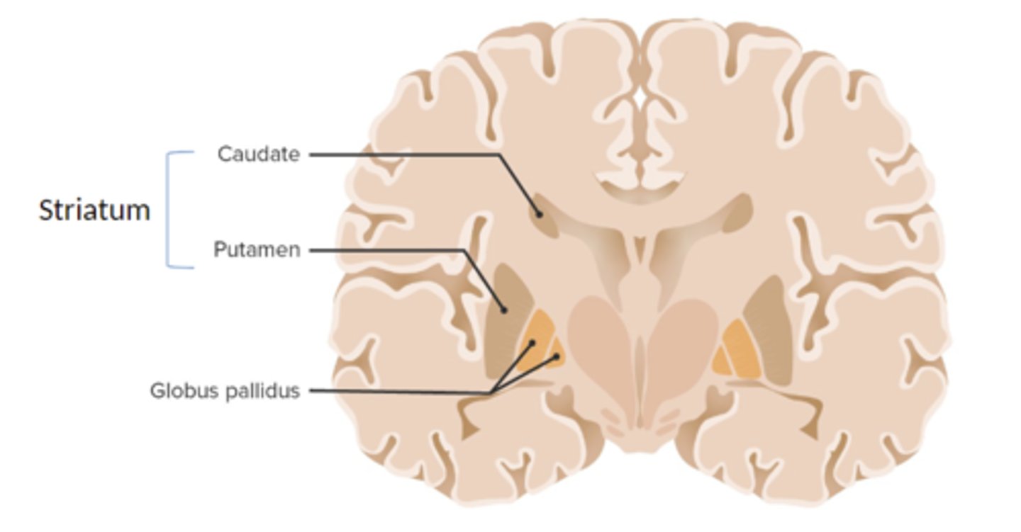 <p>A set of subcortical structures that directs intentional movements (heavily connected with the motor cortex and the substantia nigra of the midbrain). Important for voluntary motor control. Also involved in the reward system.</p>