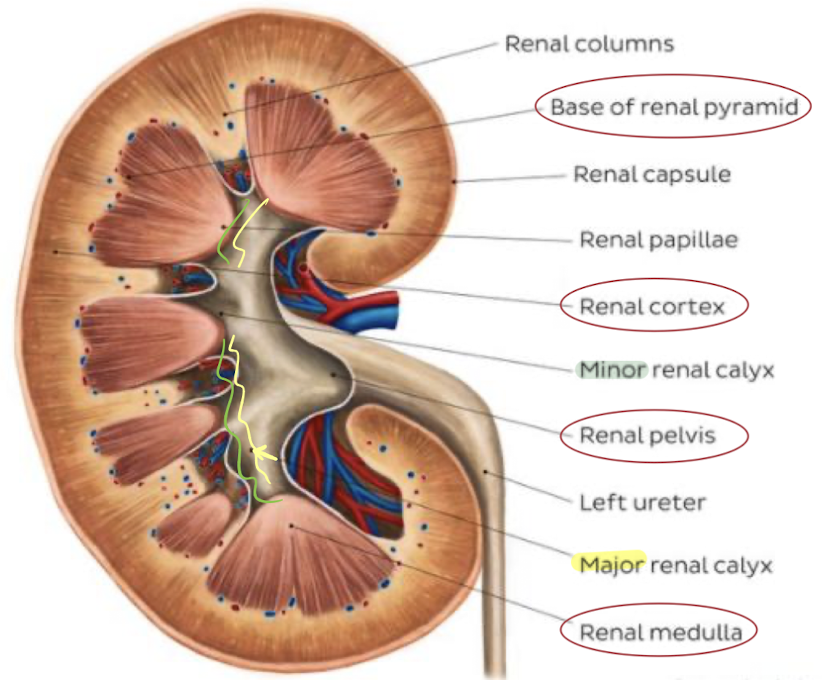 <ul><li><p>consists of an <mark data-color="yellow" style="background-color: yellow; color: inherit;">infundibulum</mark> that has a minor and major calyces that <mark data-color="yellow" style="background-color: yellow; color: inherit;">receive urine</mark></p><ul><li><p><mark data-color="yellow" style="background-color: yellow; color: inherit;">minor</mark> calyces: forms <u>periphery of sinus</u></p></li><li><p><mark data-color="yellow" style="background-color: yellow; color: inherit;">major</mark> calyces: <u>receives urine from minor calyces</u></p></li></ul></li></ul><p></p>