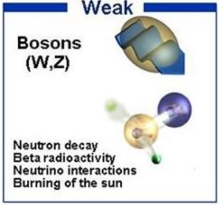 <ul><li><p>The process of radioactive decay of unstable atomic nuclei is mediated by the week nuclear force.</p></li><li><p>Extremely short range</p></li><li><p>Exerted by weak bosons.</p></li></ul>