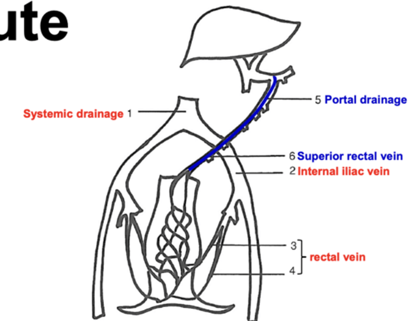 <p>Dosage form: suppository, cream </p><p>Target: local and systemic </p>