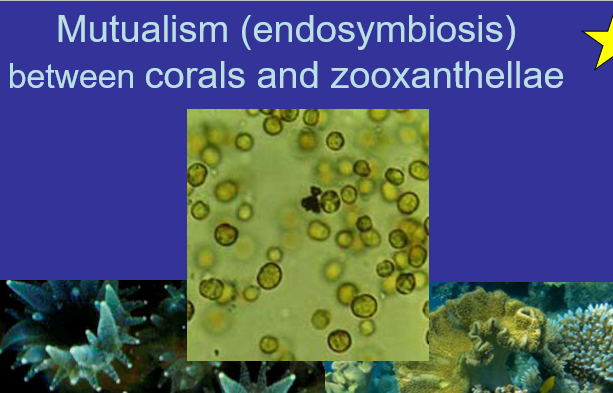 <p>Mutualism endosymbiosis</p>