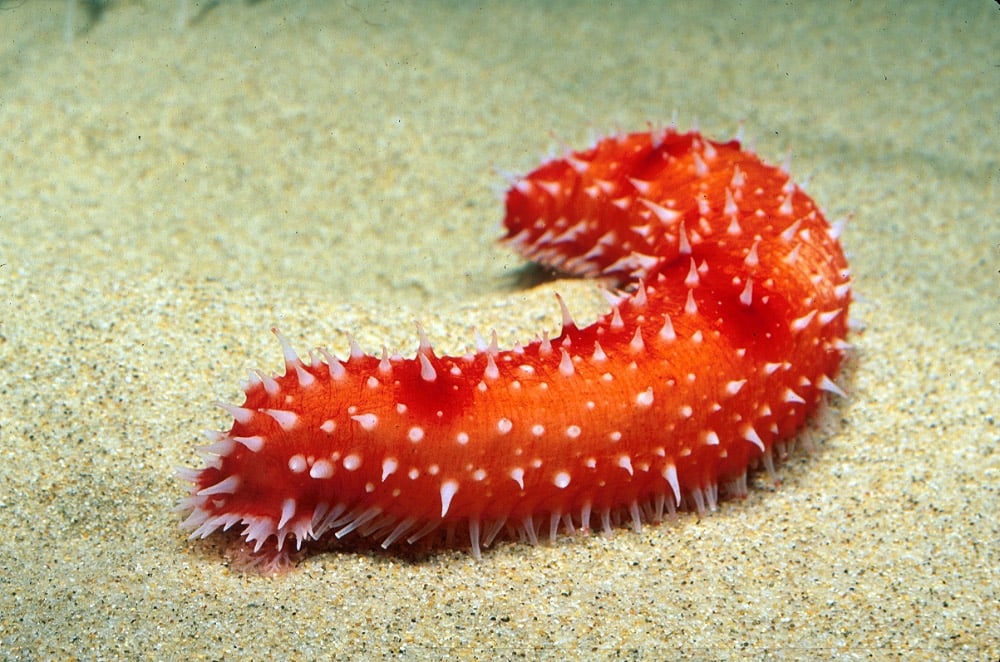 <p>How do detritus feeding echinoderms feed? How do they digest food?</p>