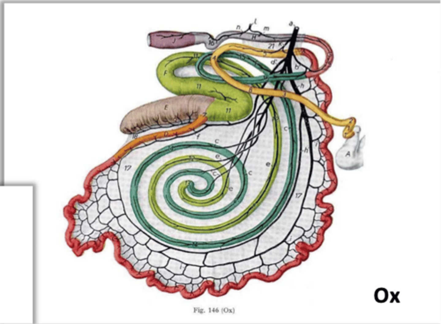<p>in the ruminant, the ____ encircles the spiral colon/ascending colon</p>