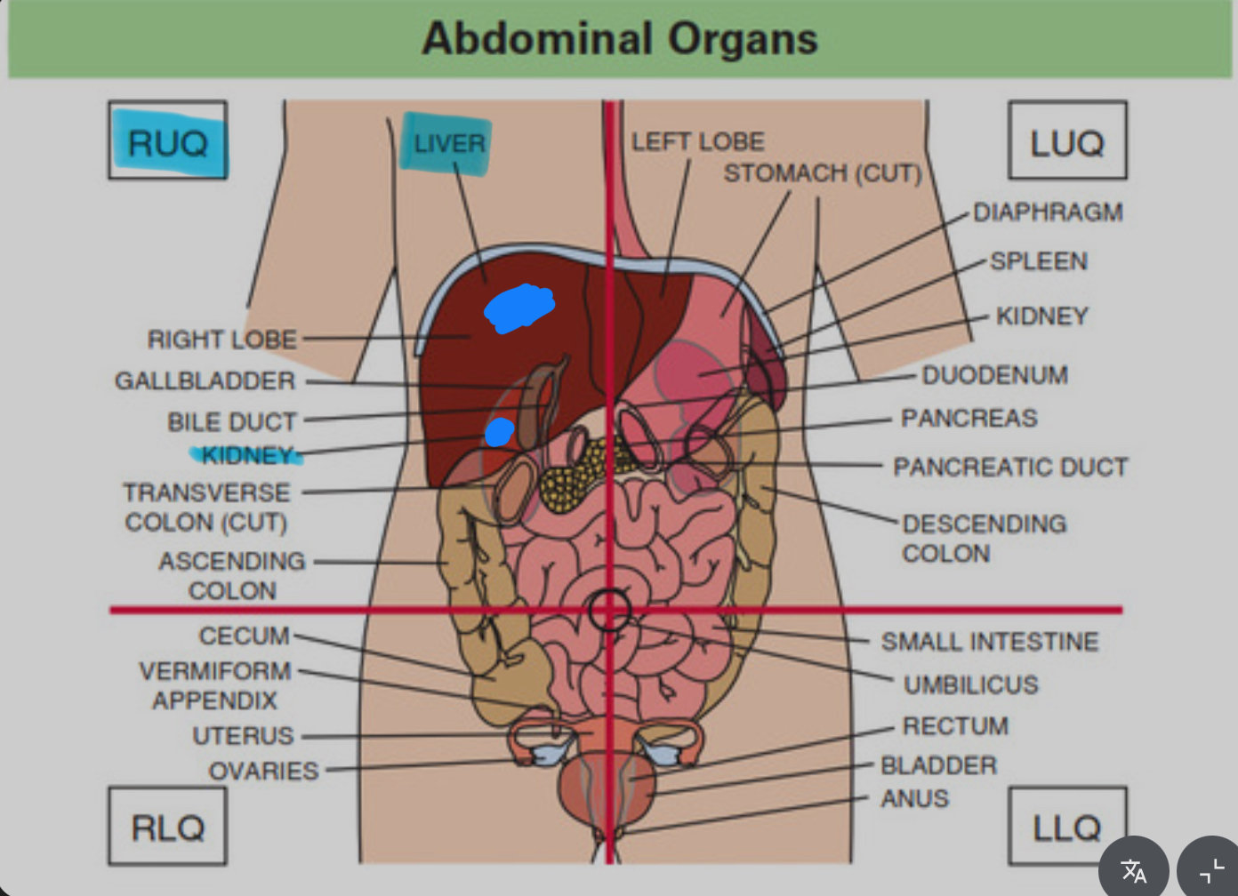<p>Contains the liver and the Gallbladder</p>