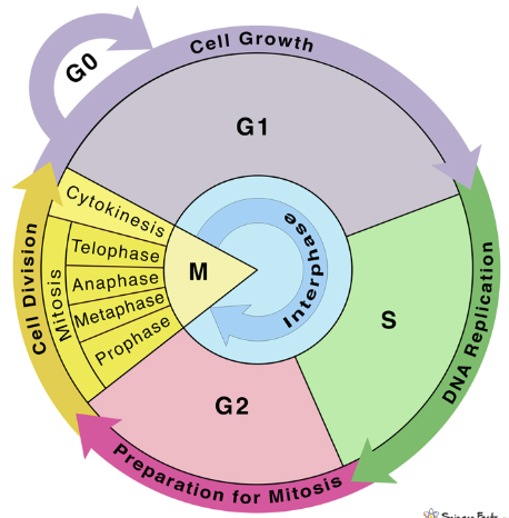 <p>The non-dividing state of cells that are quiescent (waiting), differentiated (functional, but never dividing), or senescent (old).</p>