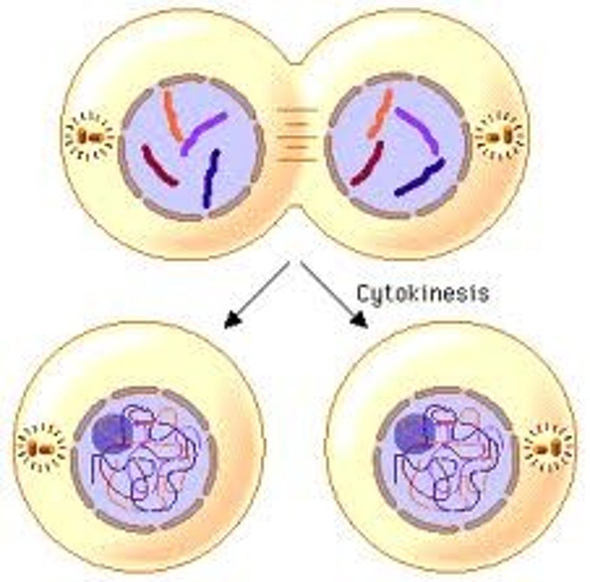 <p>division of nucleus is complete. cytoplasm then divides and the result is two identical daughter cells. <br><br>daughter cells grow in size in prep for next round, become specialised cells</p>