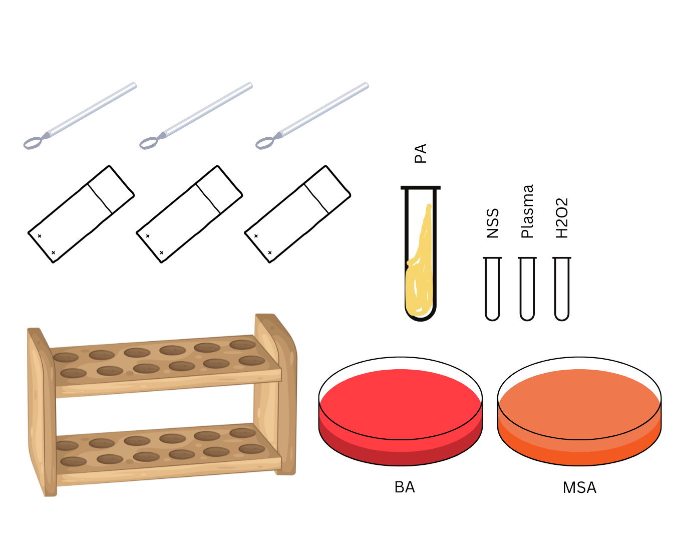 <p>identify organism investigated</p>