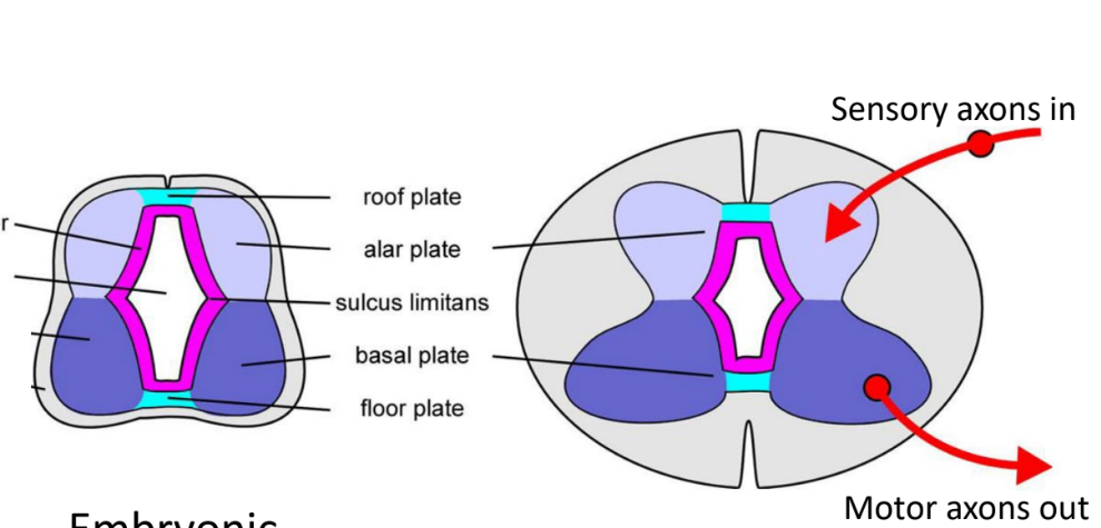 <p>Alar plate</p>