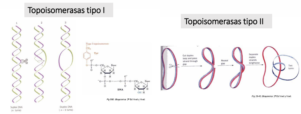<ul><li><p>En los plásmidos y cromosomas bacterianos, el ADN forma moléculas <strong>circularmente cerradas</strong>, lo que impide que las hebras giren libremente sobre sí mismas. En los plásmidos y cromosomas bacterianos, el ADN forma moléculas <strong>circularmente cerradas</strong>, lo que impide que las hebras giren libremente sobre sí mismas</p></li><li><p><strong>Durante los procesos de replicación y transcripción</strong>, las helicasas abren la doble hélice localmente, lo que <strong>genera tensión</strong> en los segmentos adyacentes. Esa tensión se compensa mediante <strong>superenrollamiento</strong></p></li></ul><p></p>