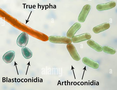 <p>spores formed by fertile <strong>Hyphae Fragmentation</strong></p><p></p>