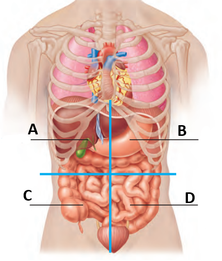 <p>What is the quadrant name for letter D?</p>