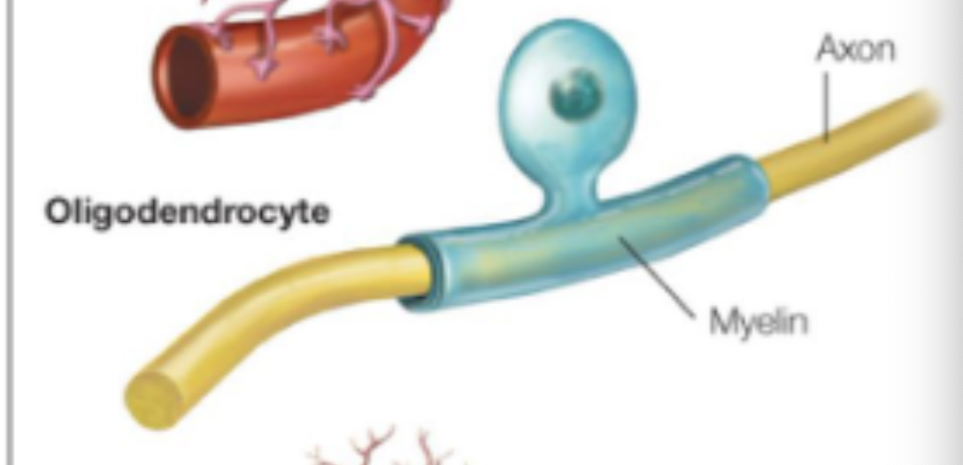<ul><li><p>CNS;</p></li><li><p>form <em>myelin sheath</em> around neuron’s axons: electrical insulation;</p></li></ul><p></p>