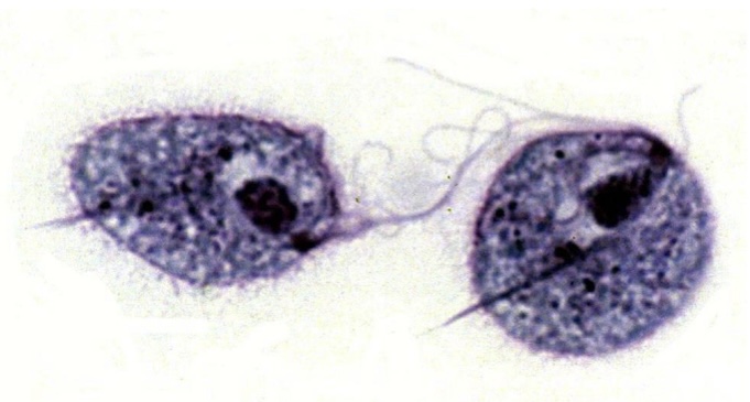<p>Identify: Protozoa</p>