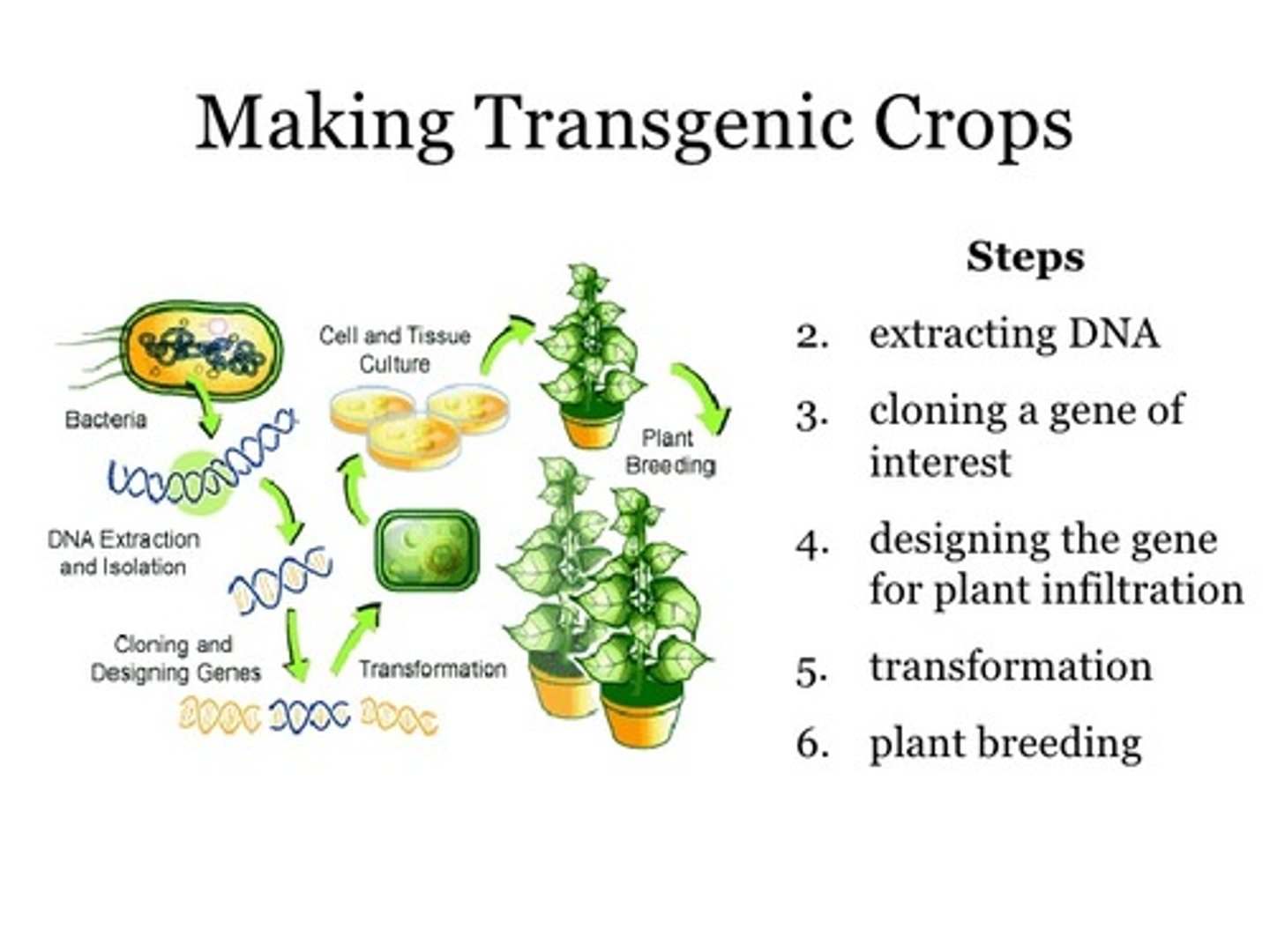 <p>an organism that contains genes (DNA) from another species</p>