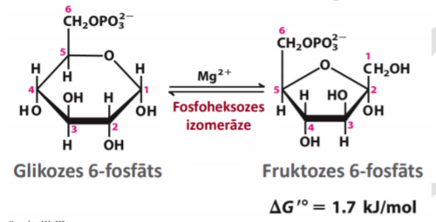 <p>glikozes-6-fosfāts ---> fruktozes-6-fosfāts</p><p>enzīms- fosfoheksozes izomerāze</p><p>atvieglo nākamo soļu veikšanu (nepieciešams mazāk enerģijas)</p>