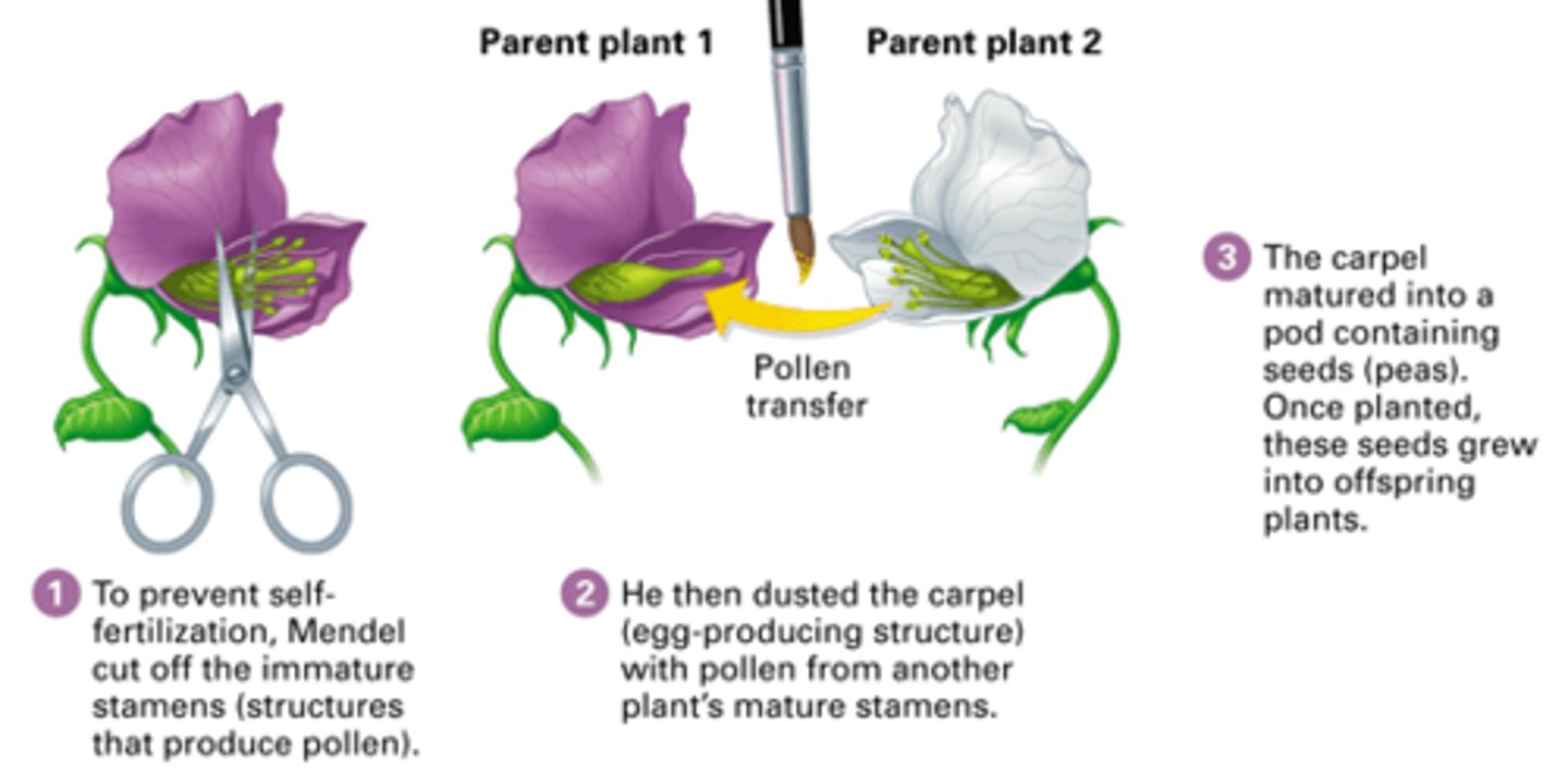 <p>When the pollen is transferred to the stigma of an entirely different plant</p>