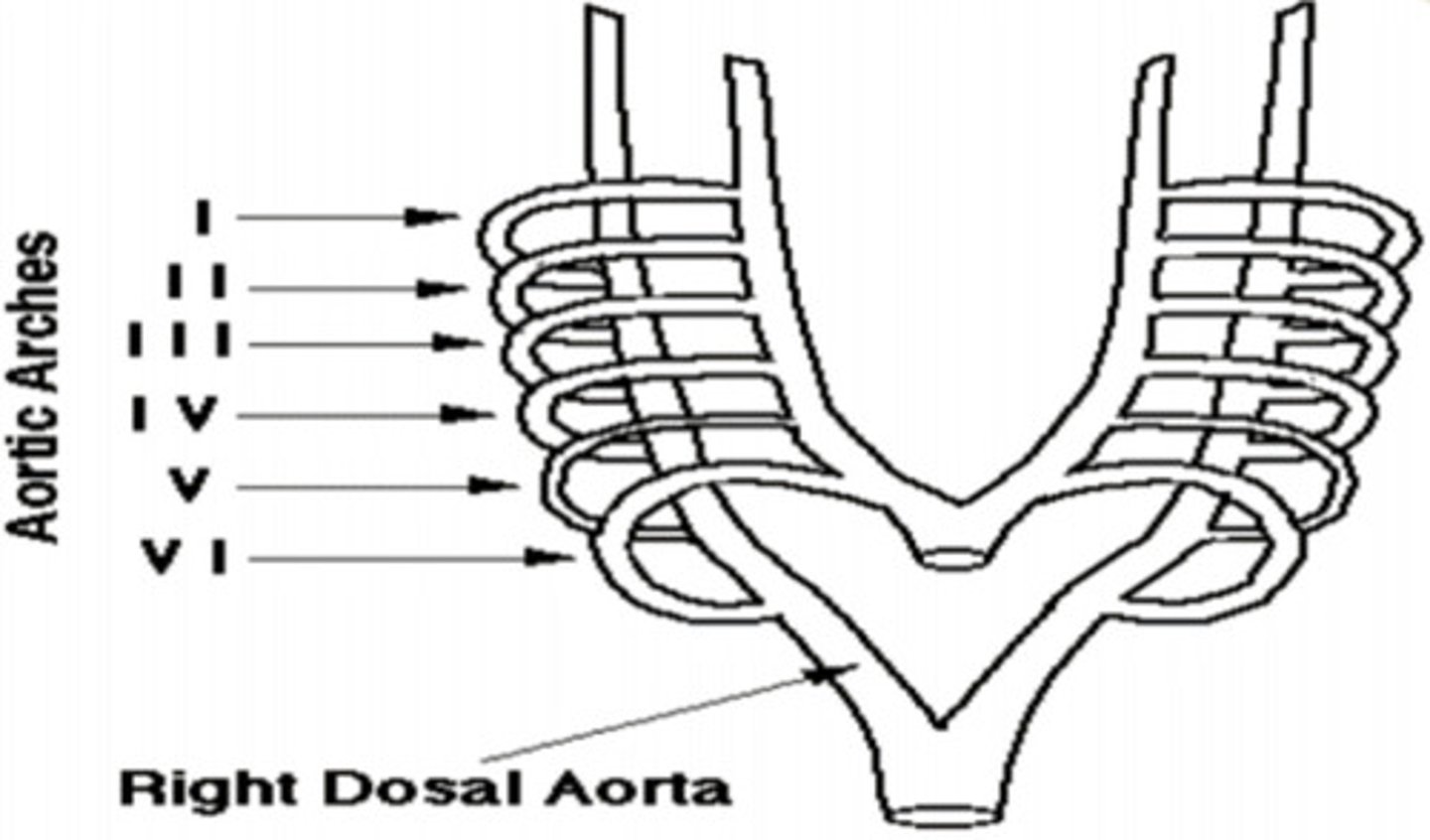 <p>Aortic Arch VI Right ——></p>