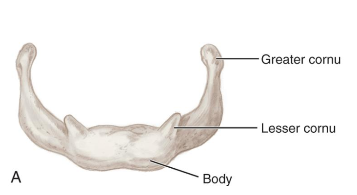 <ol><li><p>Body</p></li><li><p>paired lesser cornu (2) </p></li><li><p>paired greater cornu (2)</p></li></ol><p></p>
