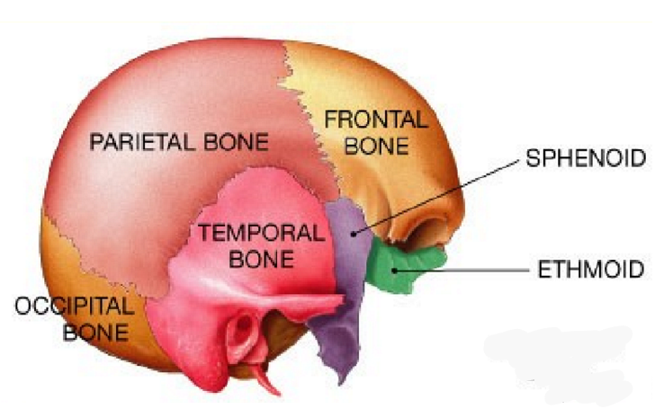 <p>Cranial Bones </p>
