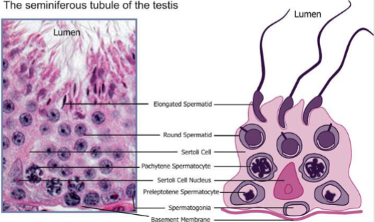 <p>Sertoli cells </p>