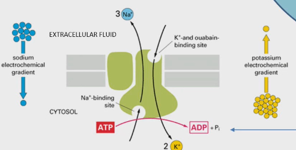 <ul><li><p>Some K and Na that we pump across cell membrane leak back across that membrane and dissipate the gradient. We have to spend energy to pump ions back and reestablish gradients</p></li><li><p>That leak and pumping that we do to compensate for that leak, thats why Na+-K+-ATPase is always active within our cells</p></li></ul><p></p>