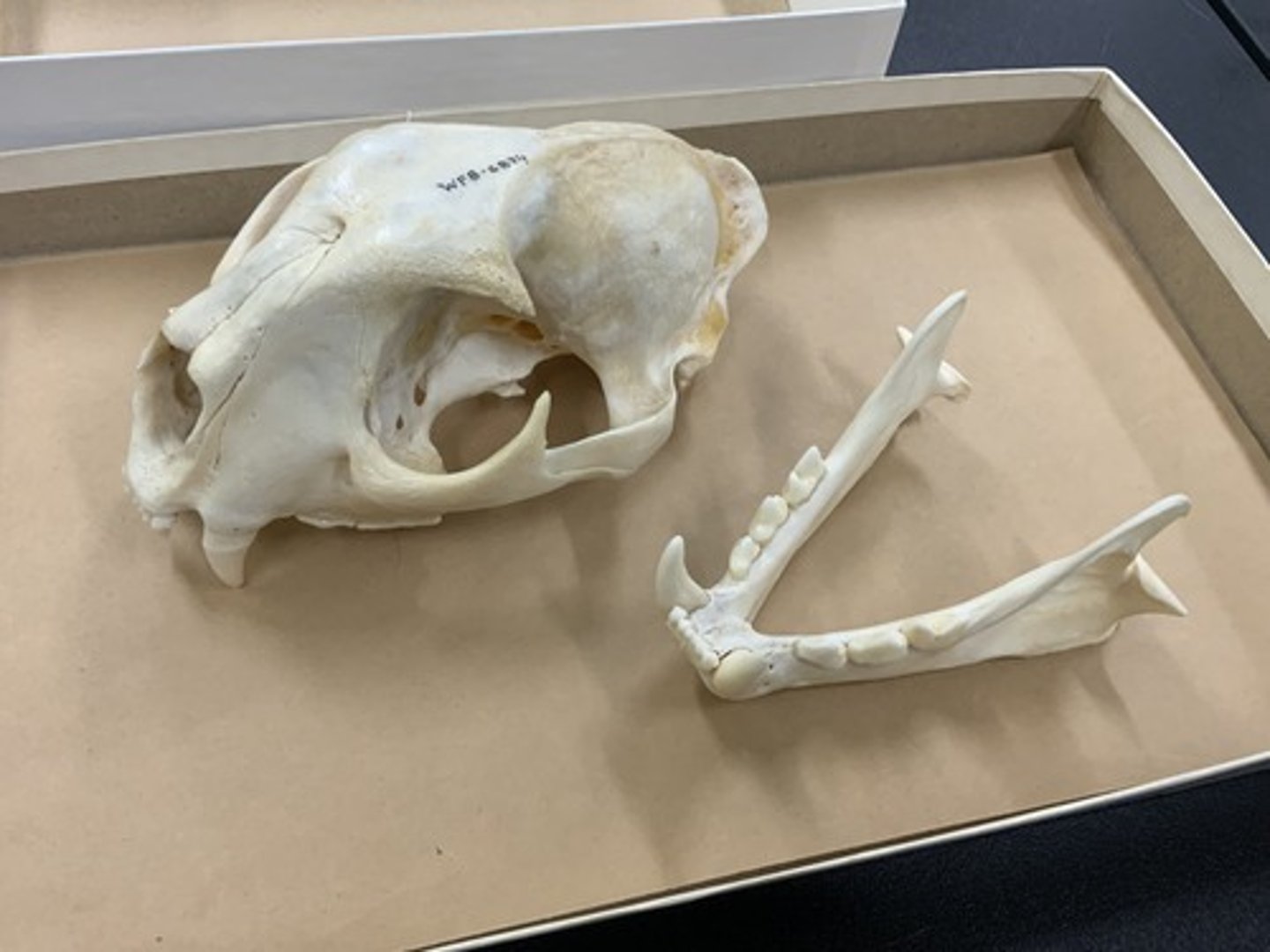 <p>Family, Suborder, Order, Infraclass, Subclass</p><p>-reduced teeth set, long canines</p><p>-round skull, short rostrum</p><p>-alisphenoid canal absent</p>