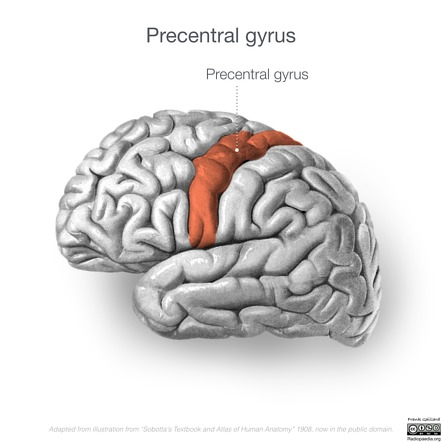 <p>Primary motor cortex; controls voluntary movements.</p>
